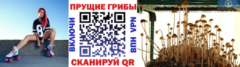 omg ССЫЛКА  Лысьва  Псилоцибиновые грибы Magic Shrooms  купить  